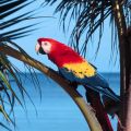 Aviario Valencia 